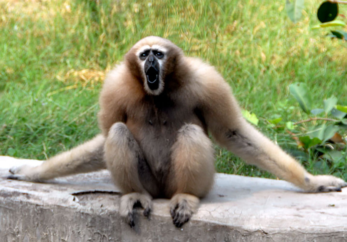 Inde Assam Gibbon