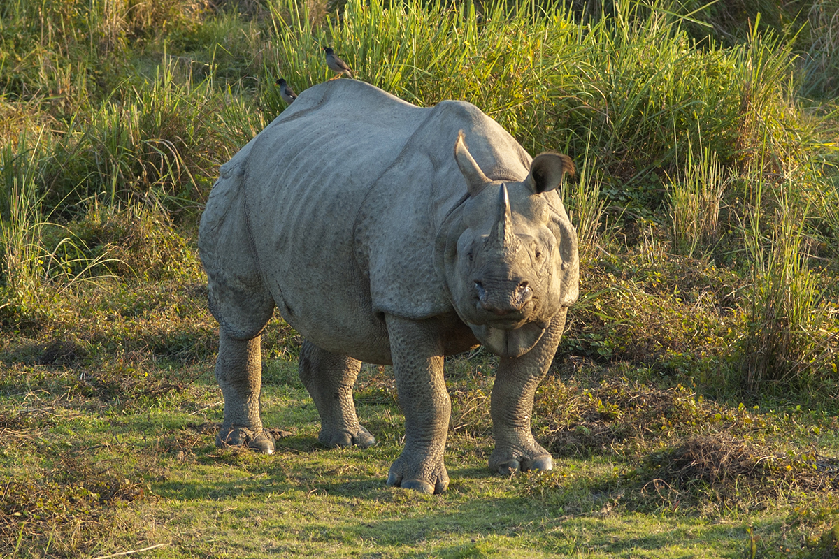 Inde Assam Rhinocéros