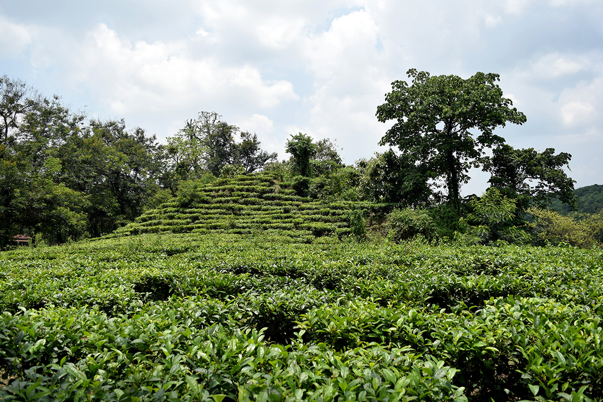 Inde Assam culture de thé
