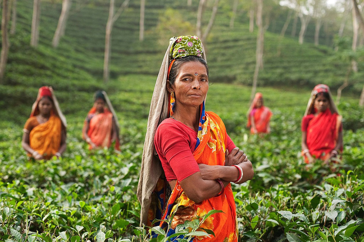 Inde Assam Femmes aux plantations de thé coco Magnanville