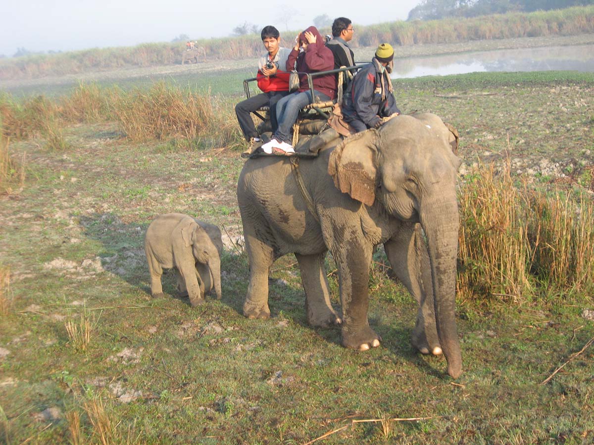 Inde Assam parc Kaziranga