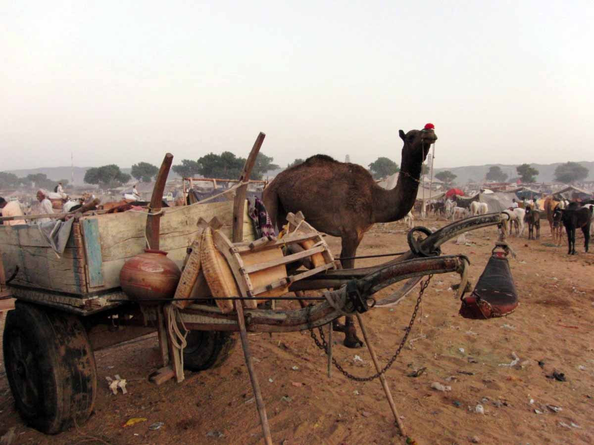 Inde Rajasthan Pushkar Le marché aux chameaux