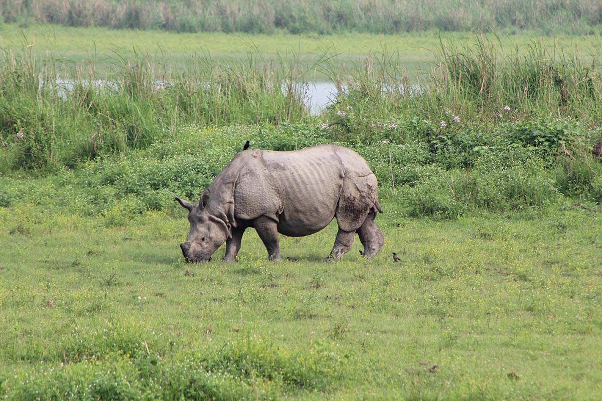 Inde Assam Rhinocéros