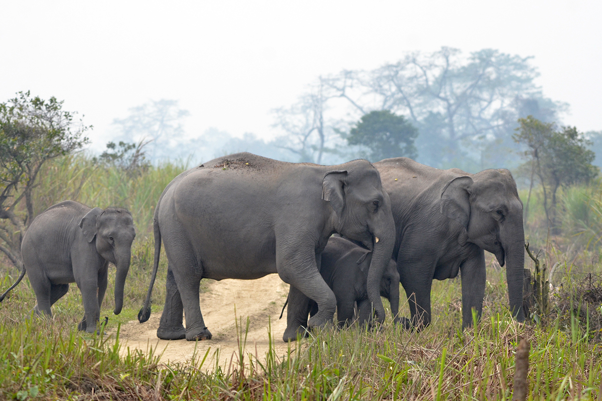 Inde Assam éléphants